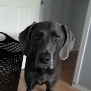 Meet your Posher, Levi